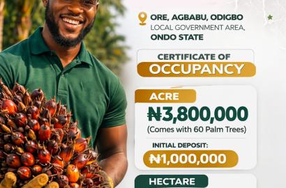 Fruiting Palm trees for your investment