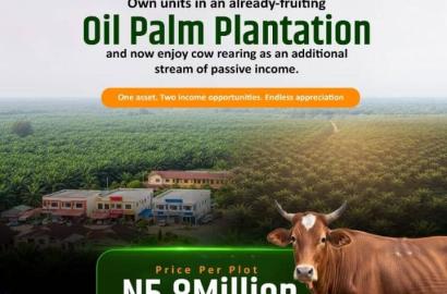Already fruiting Oil Palm Plantation & Cow rearing