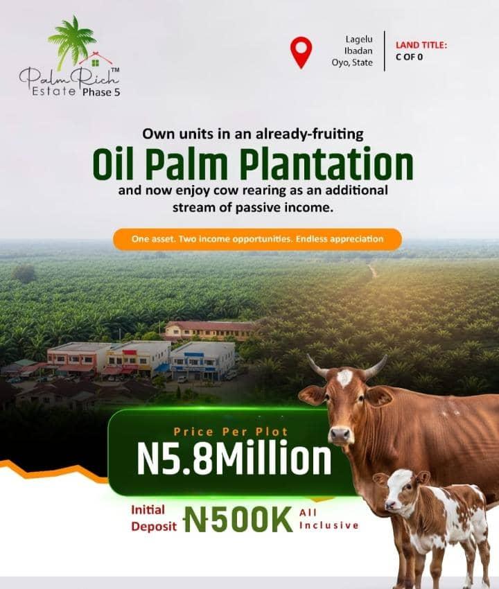 Already fruiting Oil Palm Plantation & Cow rearing